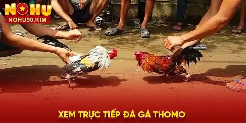 Xem trực tiếp đá gà thomo ở đâu và những lưu ý cần nhớ