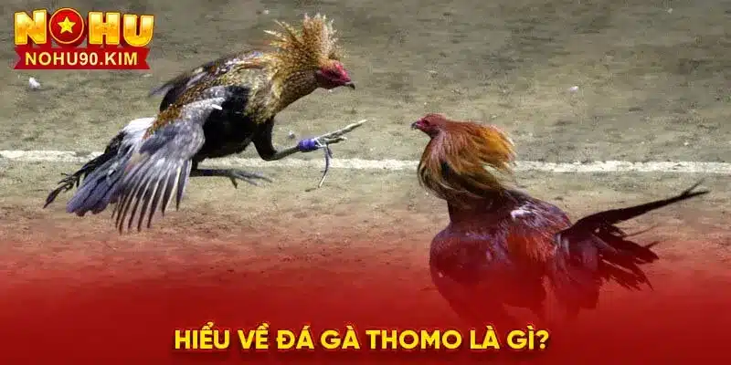 Hiểu về đá gà thomo là gì?