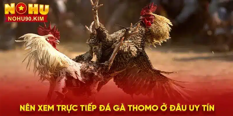 Nên xem trực tiếp đá gà thomo ở đâu uy tín