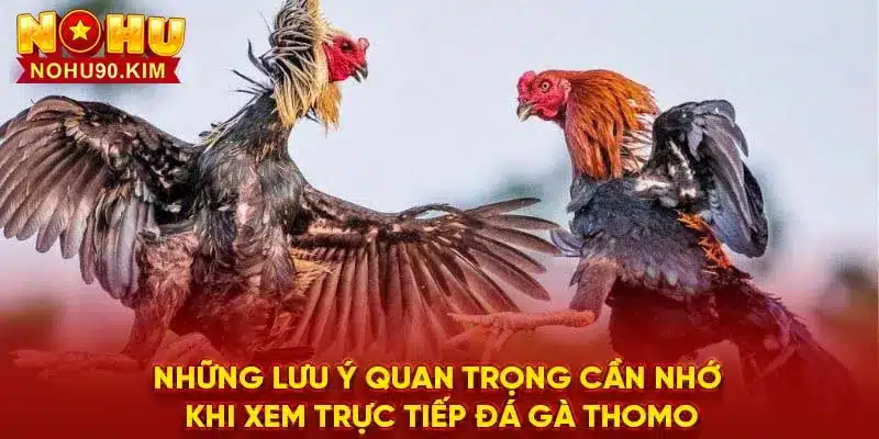 Những lưu ý quan trọng cần nhớ khi xem trực tiếp đá gà thomo