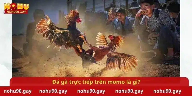 Đá gà trực tiếp trên momo là gì?