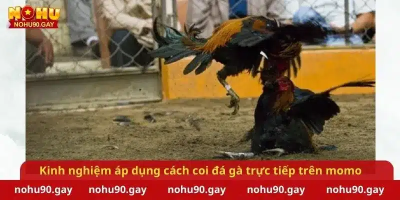 Kinh nghiệm áp dụng cách coi đá gà trực tiếp trên momo hiệu quả