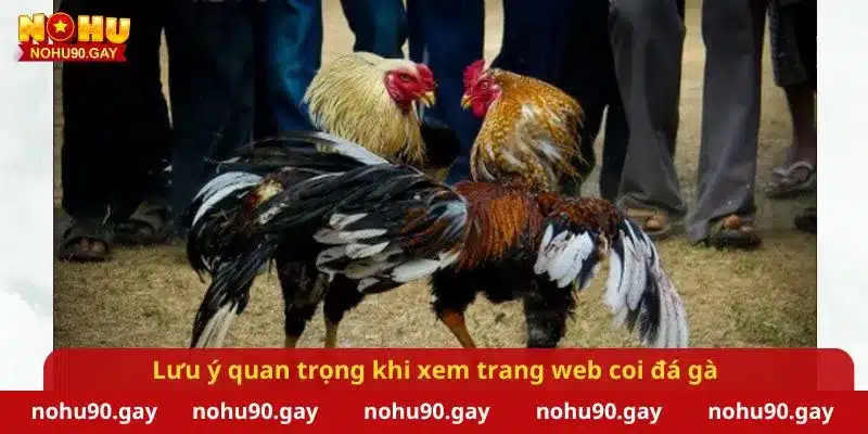 Lưu ý quan trọng khi xem trang web coi đá gà