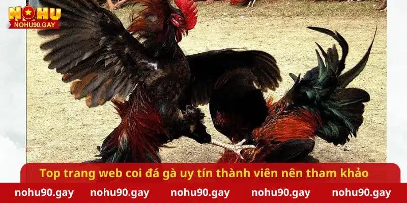 Trang web coi đá gà